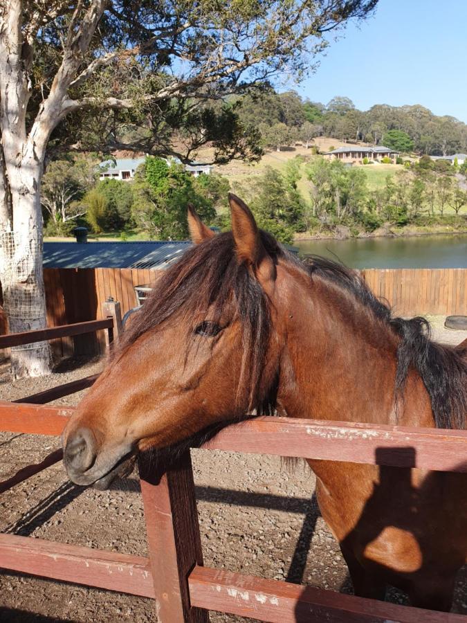 Park View Guest House Albion Park Bagian luar foto